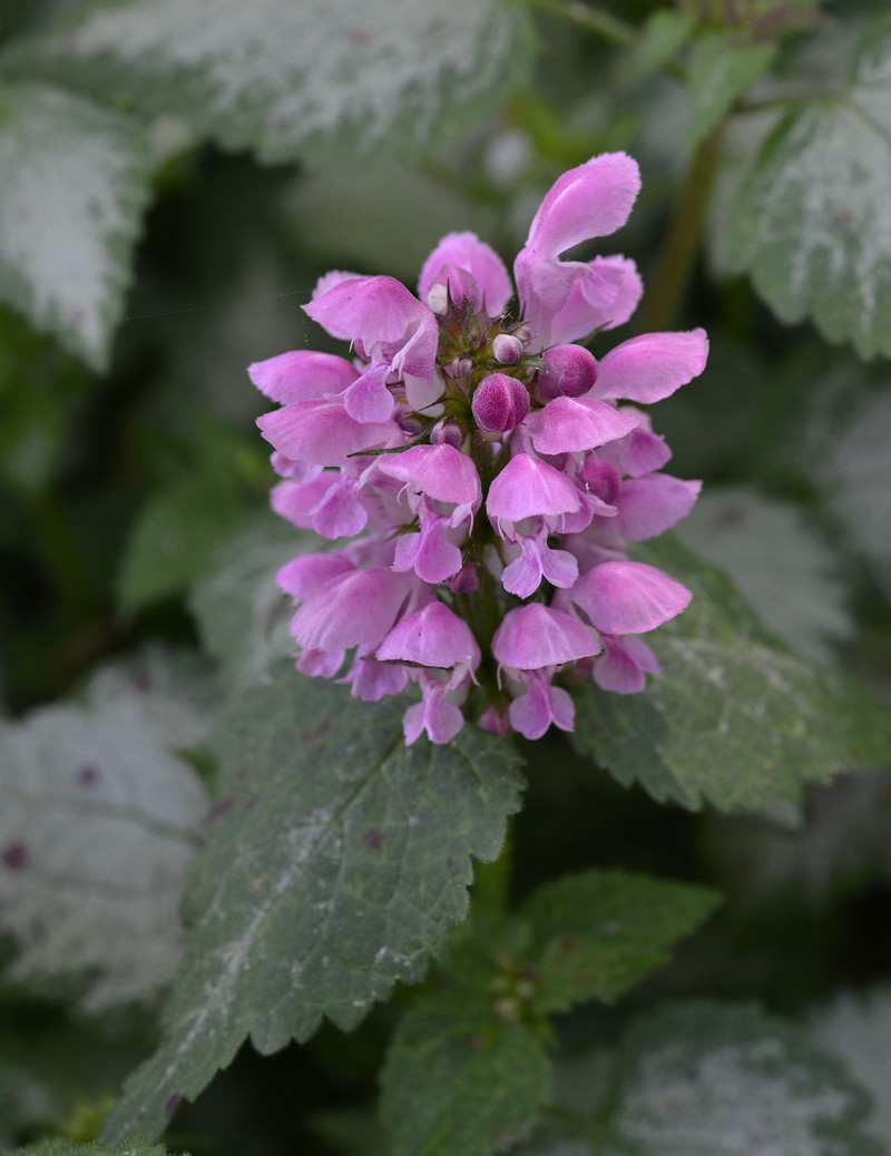 Spotted Henbit photo 2