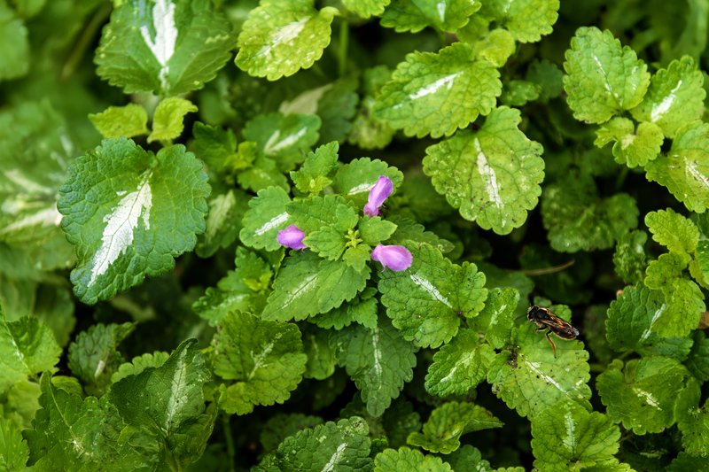 Spotted Henbit photo 3