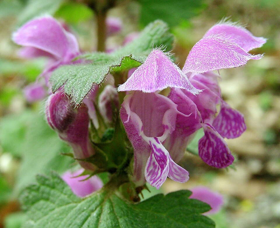 Spotted Henbit photo 4
