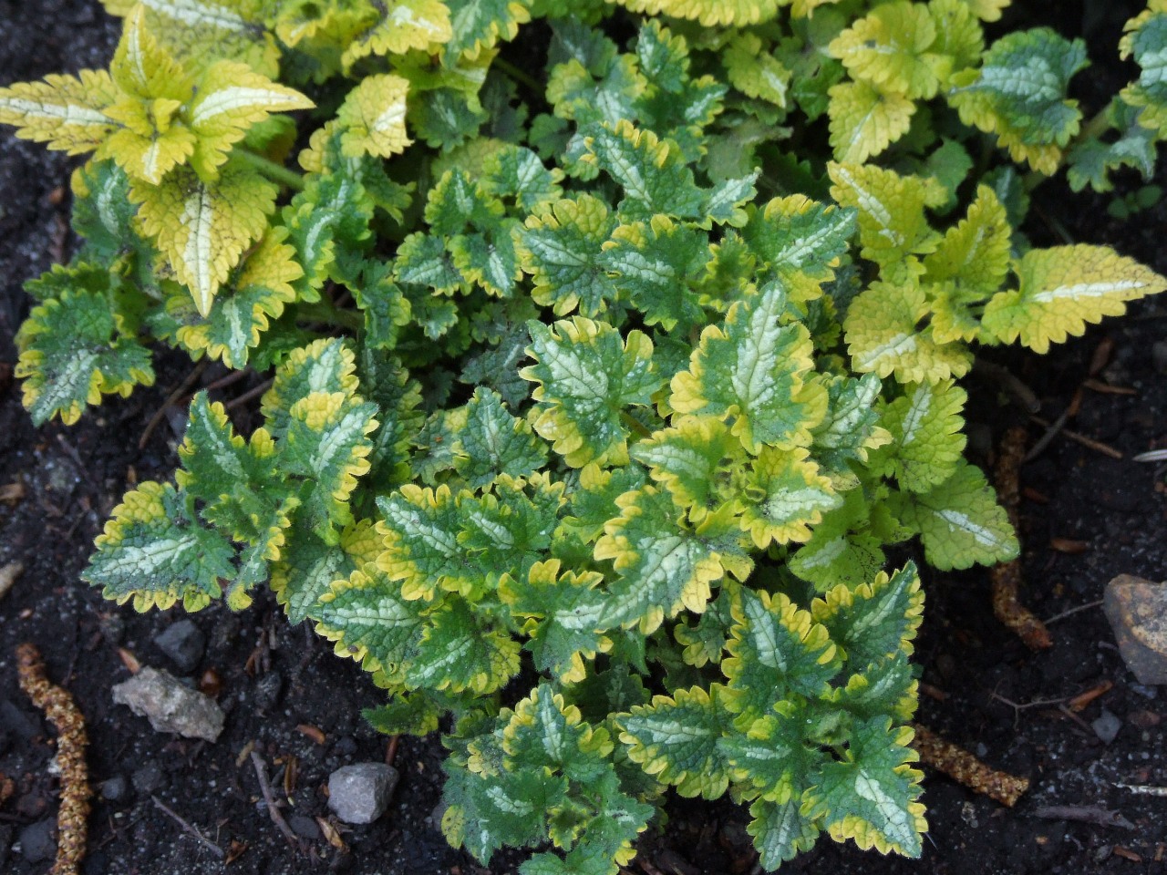 Spotted Henbit photo 5