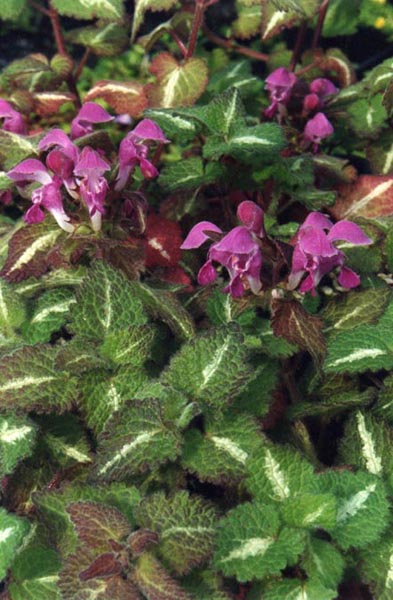 Spotted Henbit photo 6