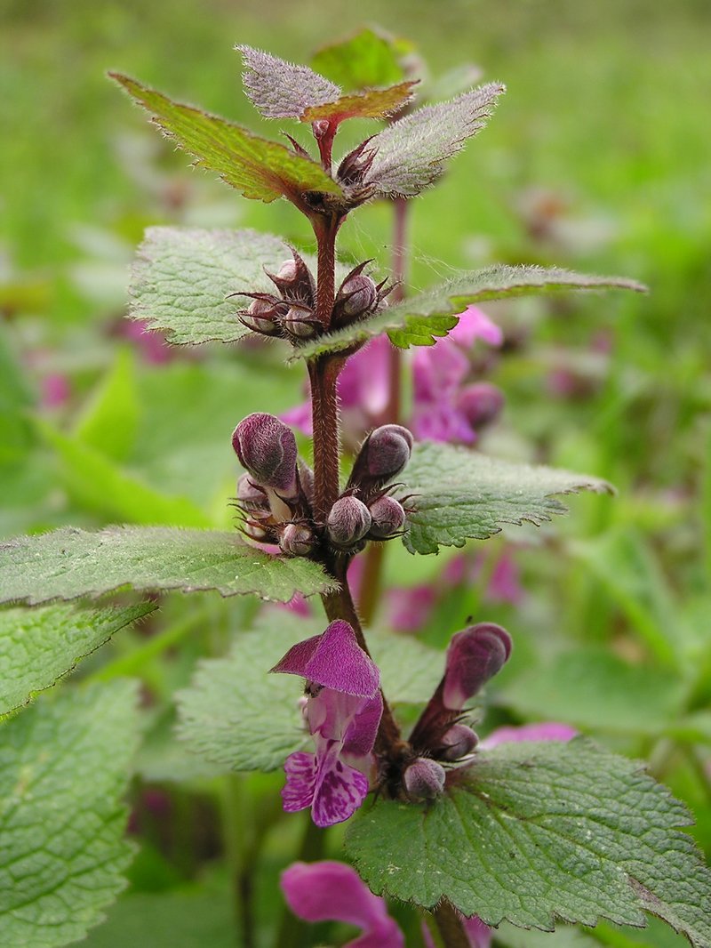 Spotted Henbit photo 7