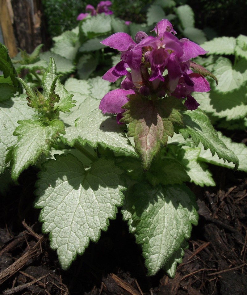 Spotted Henbit photo 8