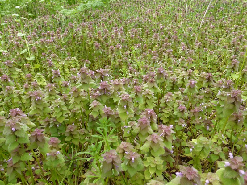 Purple Deadnettle photo 2