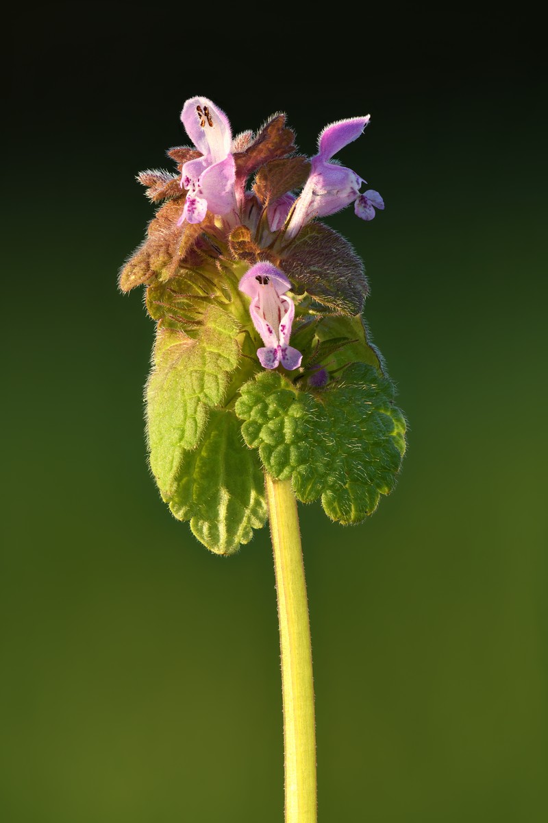 Purple Deadnettle