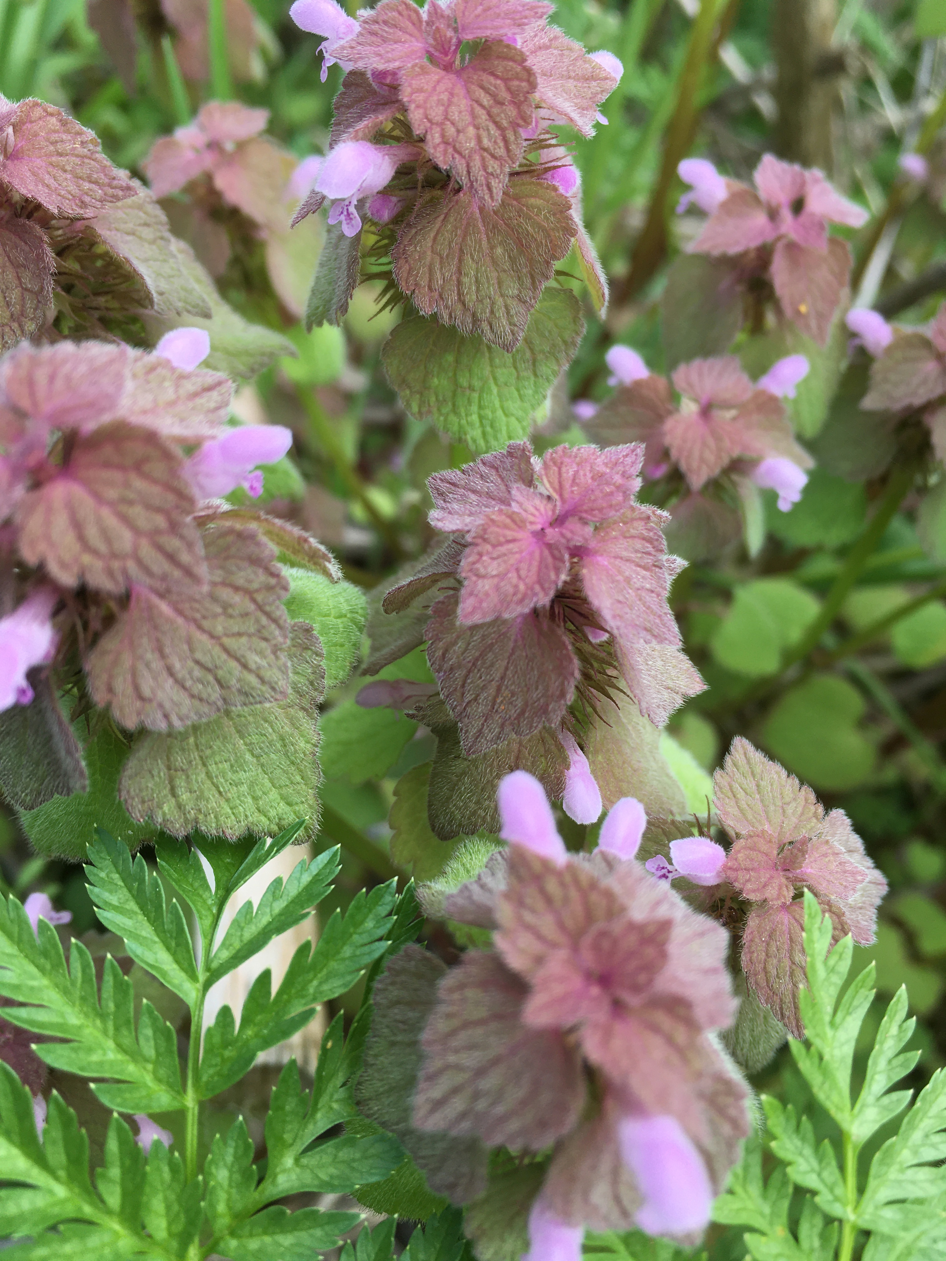 Purple Deadnettle photo 3