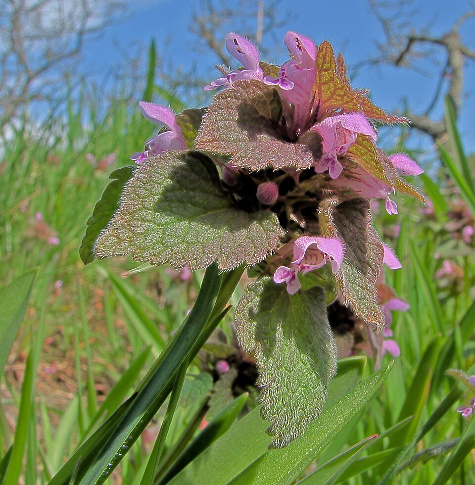 Purple Deadnettle photo 4