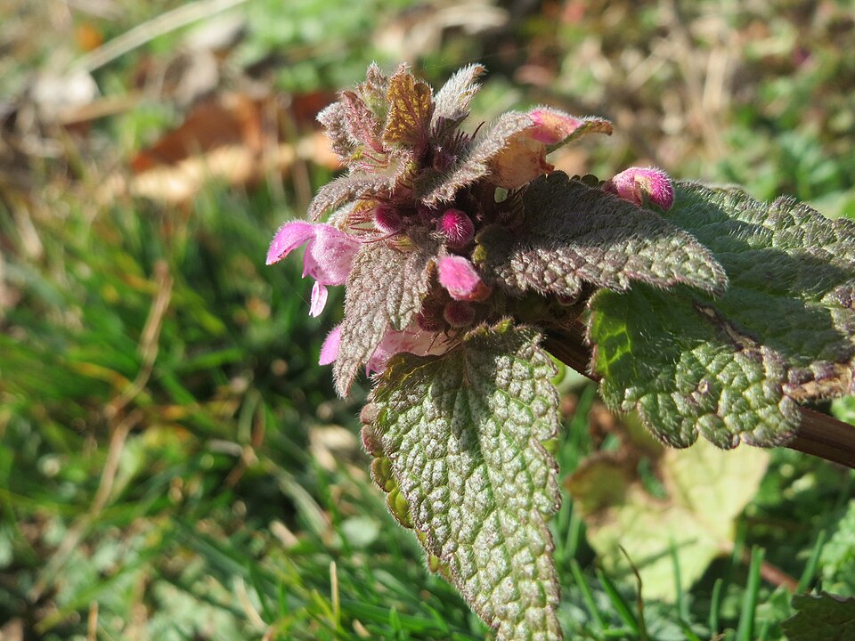 Purple Deadnettle photo 5