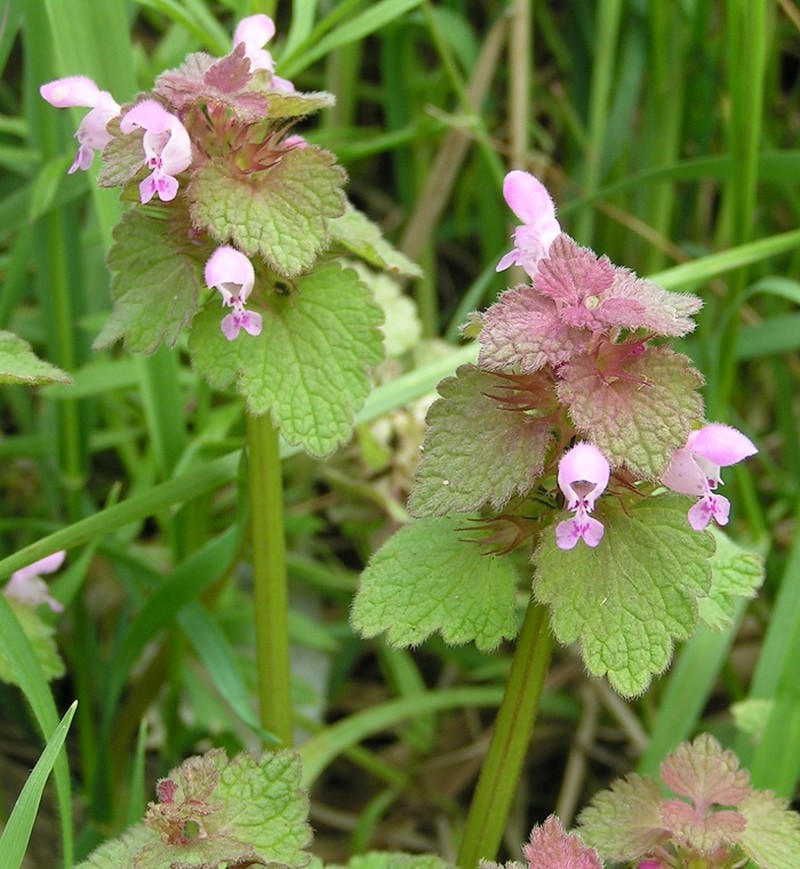 Purple Deadnettle photo 6