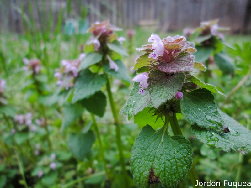 Purple Deadnettle photo 7