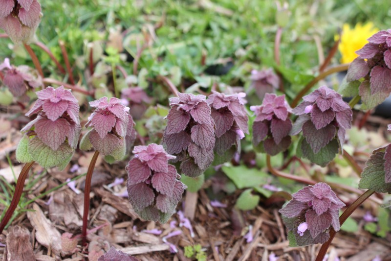 Purple Deadnettle photo 8