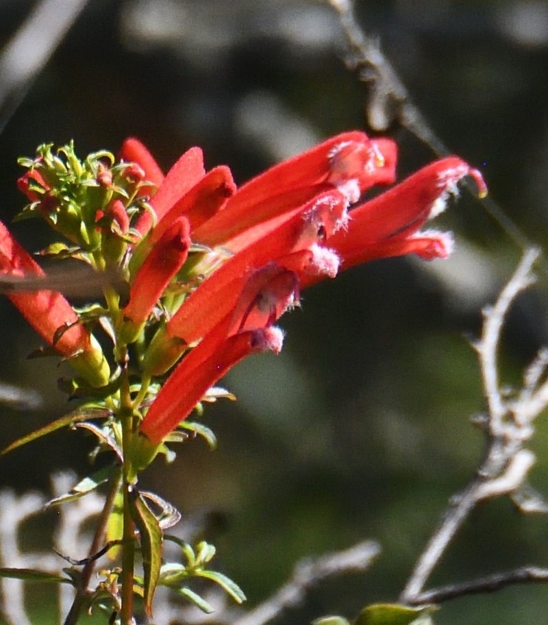 Lamourouxia barbata