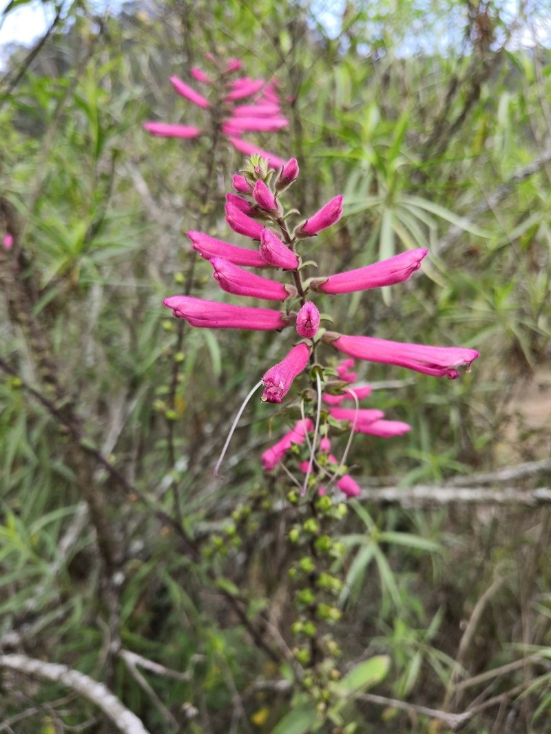Lamourouxia pacifica