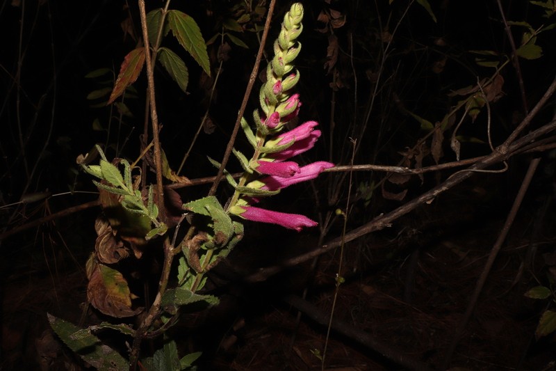Lamourouxia pacifica photo 2