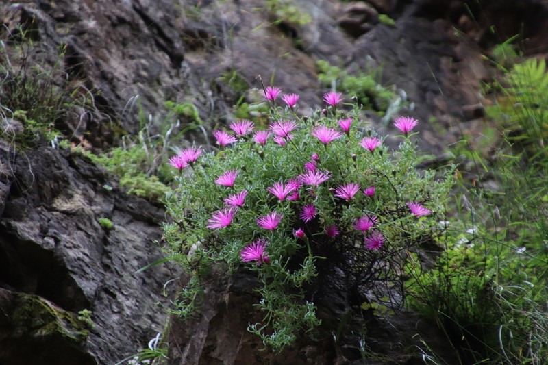 Lampranthus grahambeckii