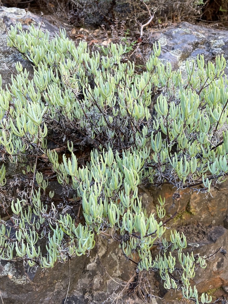 Lampranthus grahambeckii photo 3