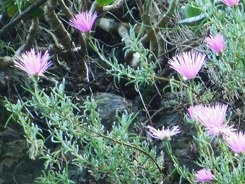 Lampranthus grahambeckii photo 4
