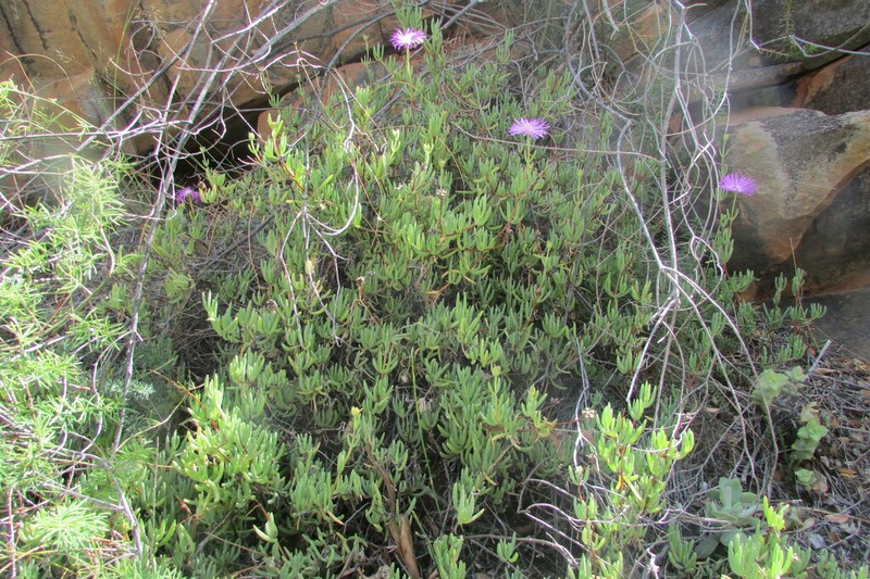 Lampranthus grahambeckii photo 5