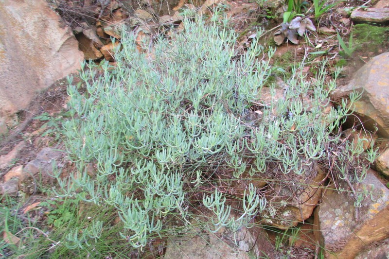 Lampranthus grahambeckii photo 6