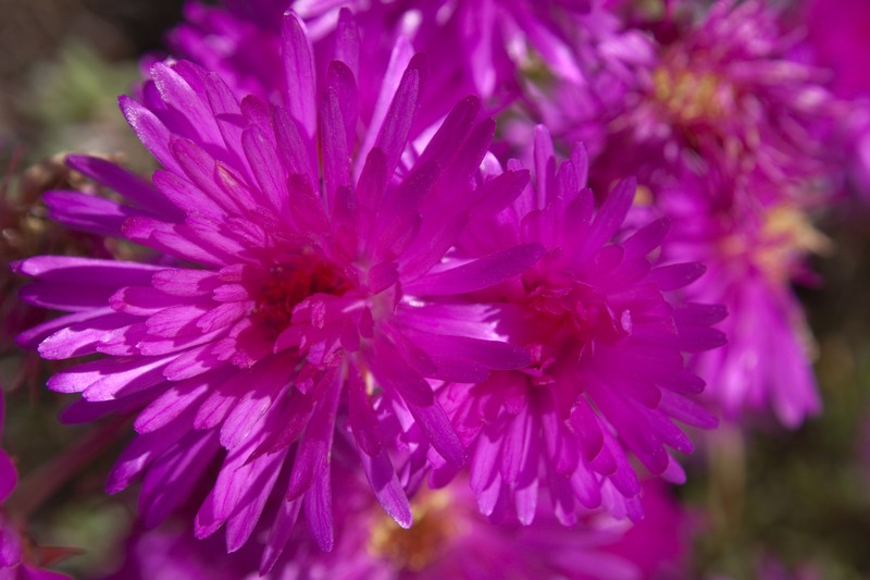 Creeping Redflush photo 2
