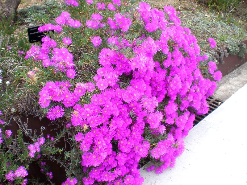 Creeping Redflush photo 3