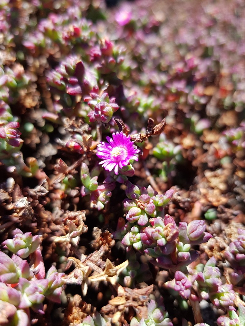 Lampranthus stokoei