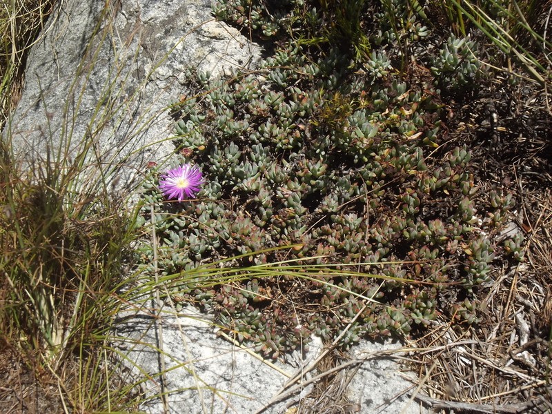 Lampranthus stokoei photo 2