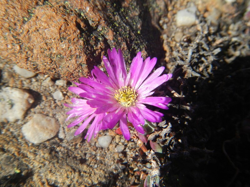 Lampranthus stokoei photo 3