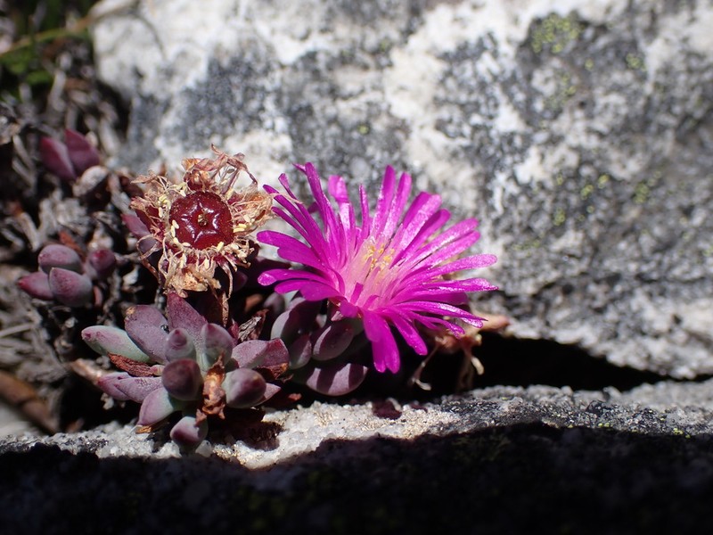 Lampranthus stokoei photo 4