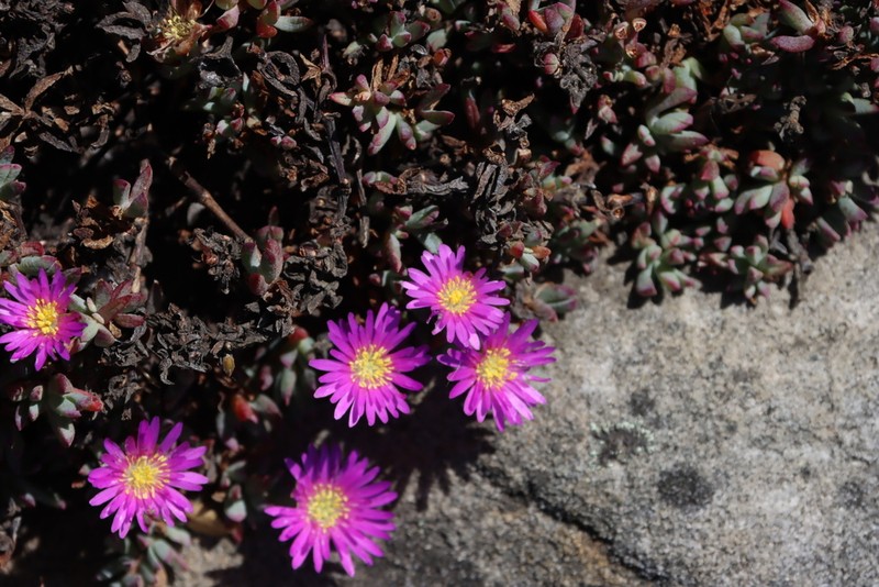 Lampranthus stokoei photo 5
