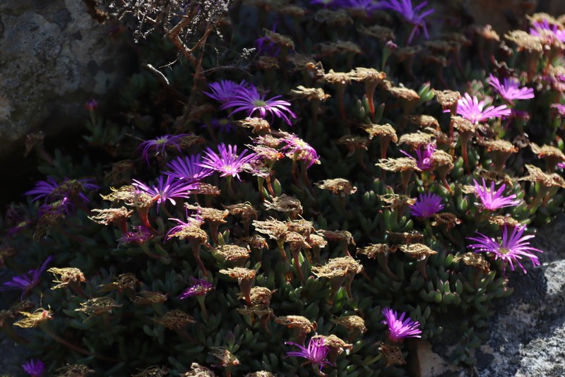 Lampranthus stokoei photo 6