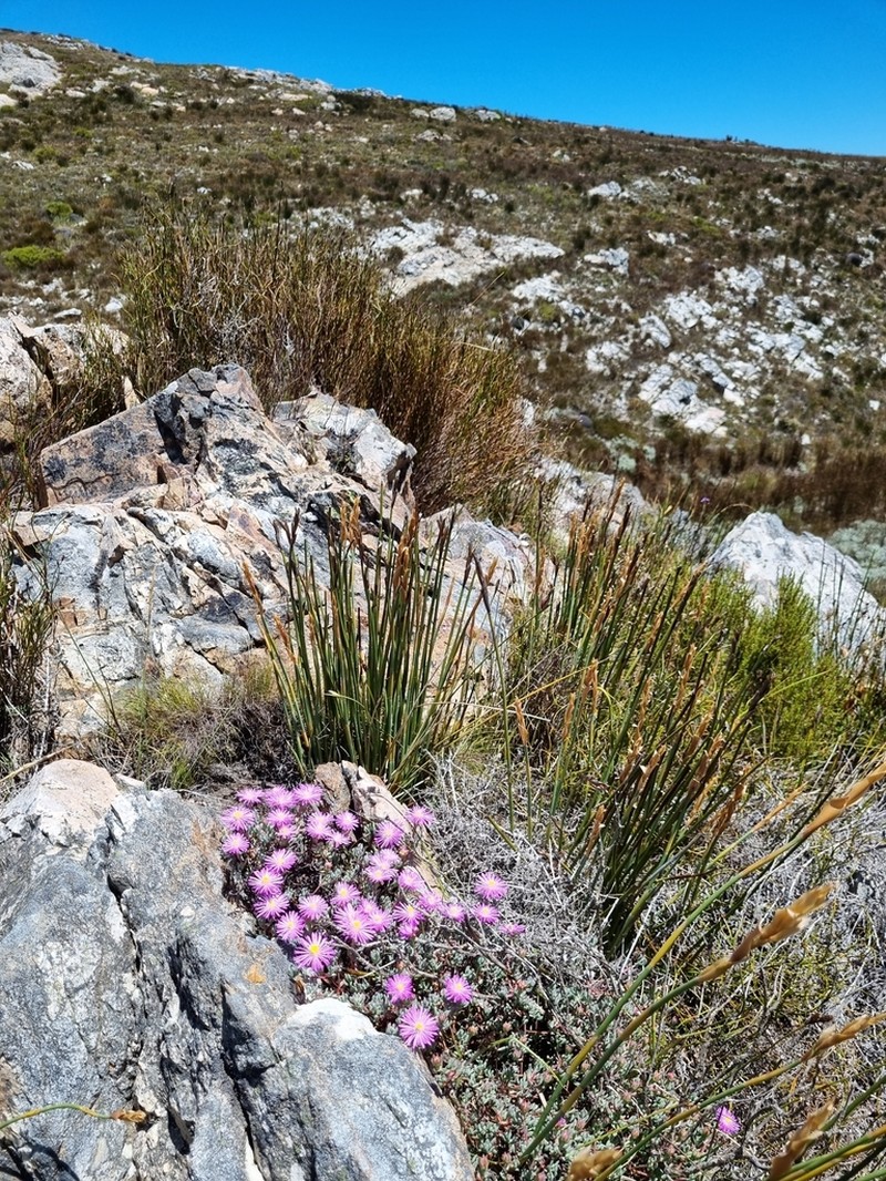 Lampranthus stokoei photo 7