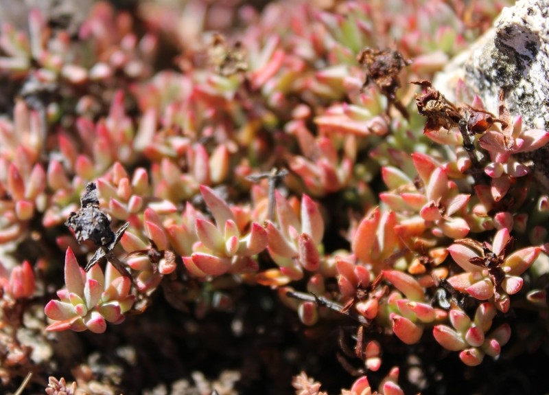 Lampranthus stokoei photo 8