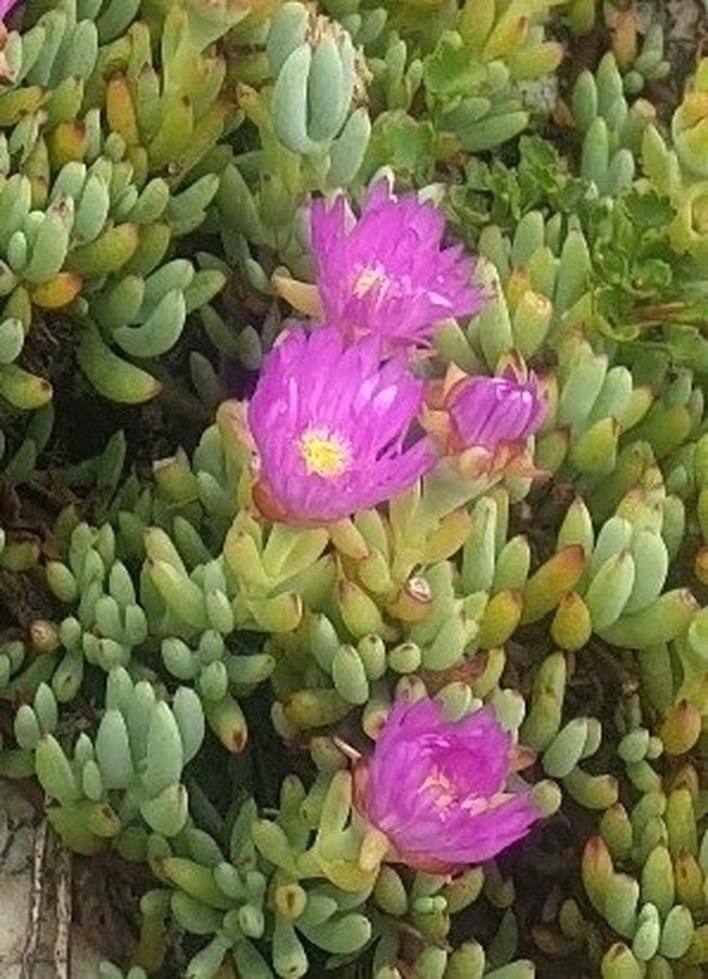Lampranthus umbraticola
