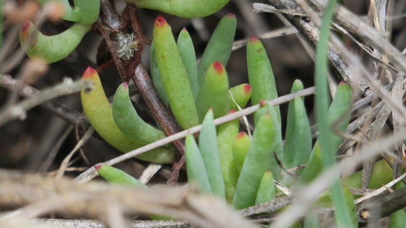 Lampranthus umbraticola photo 2