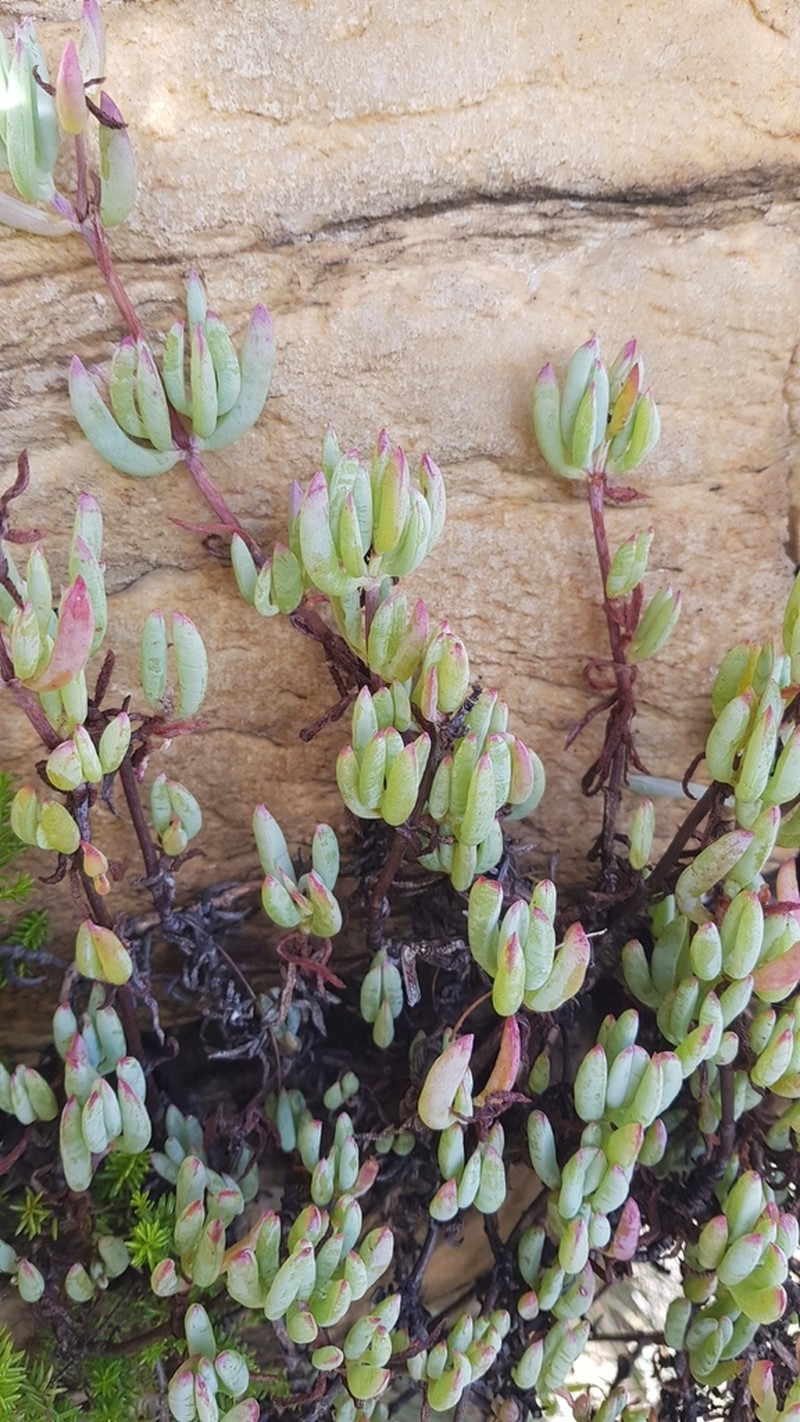 Lampranthus umbraticola photo 3