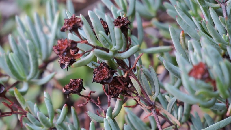 Lampranthus umbraticola photo 4