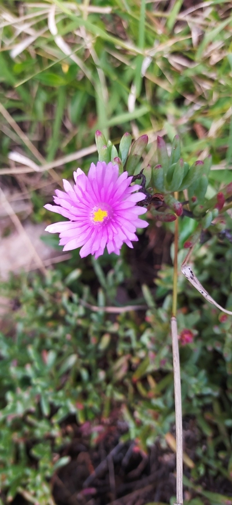 Lampranthus umbraticola photo 5