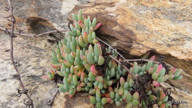 Lampranthus umbraticola photo 6