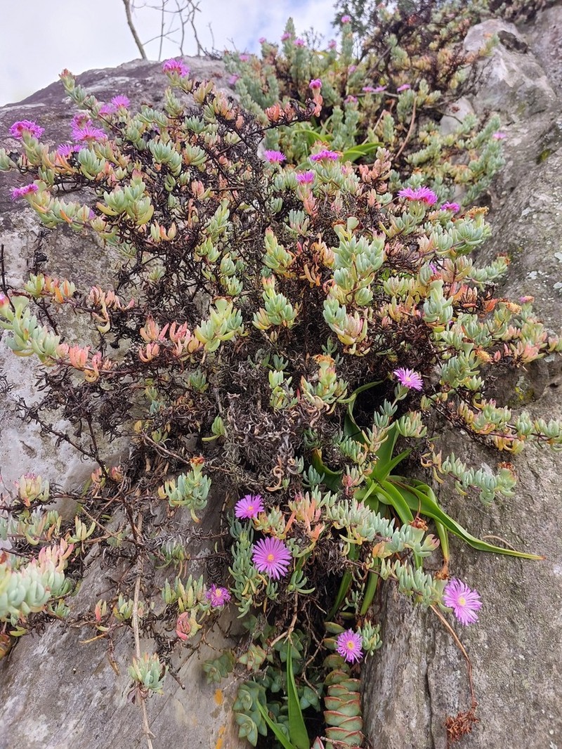 Lampranthus umbraticola photo 7