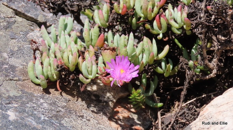 Lampranthus umbraticola photo 8