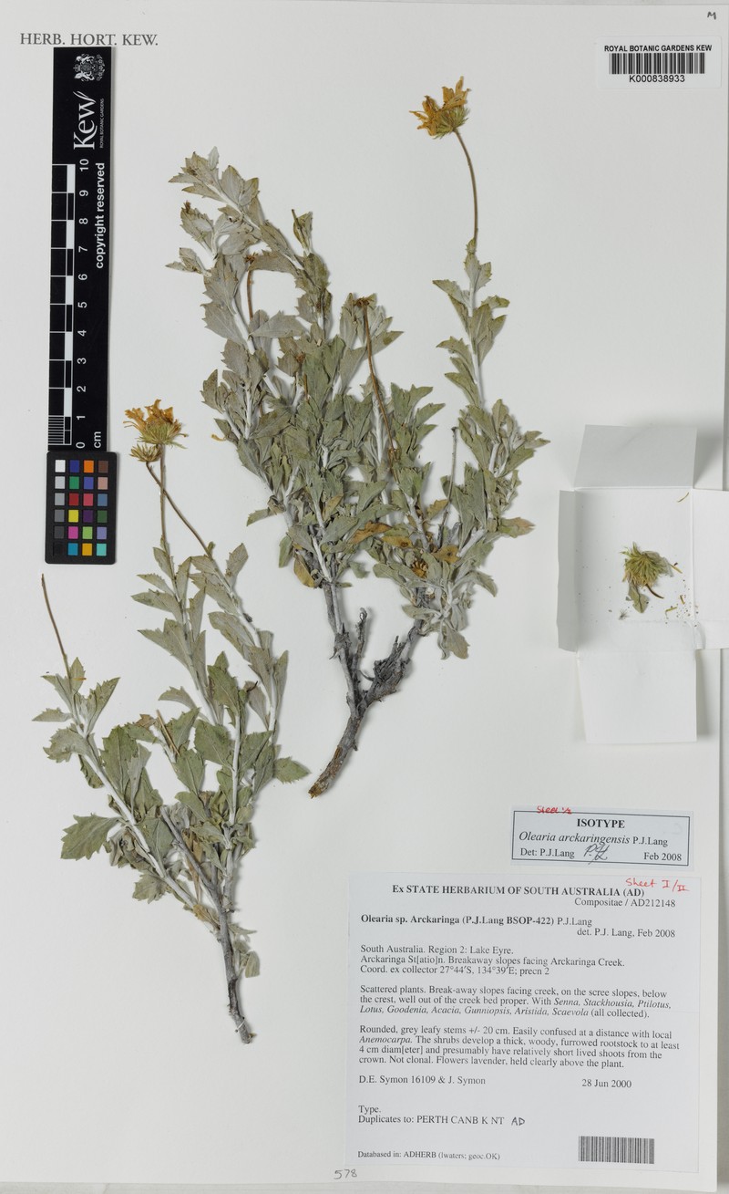 Landerolaria arckaringensis
