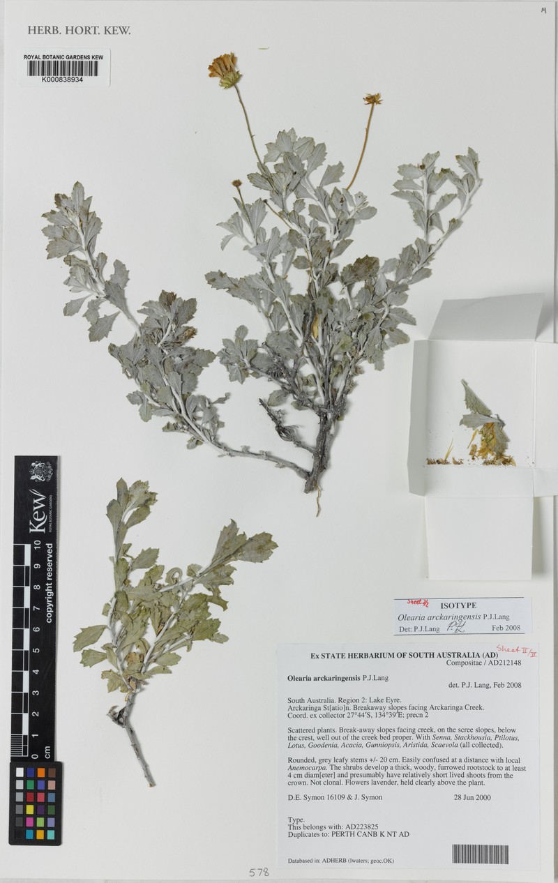 Landerolaria arckaringensis photo 2