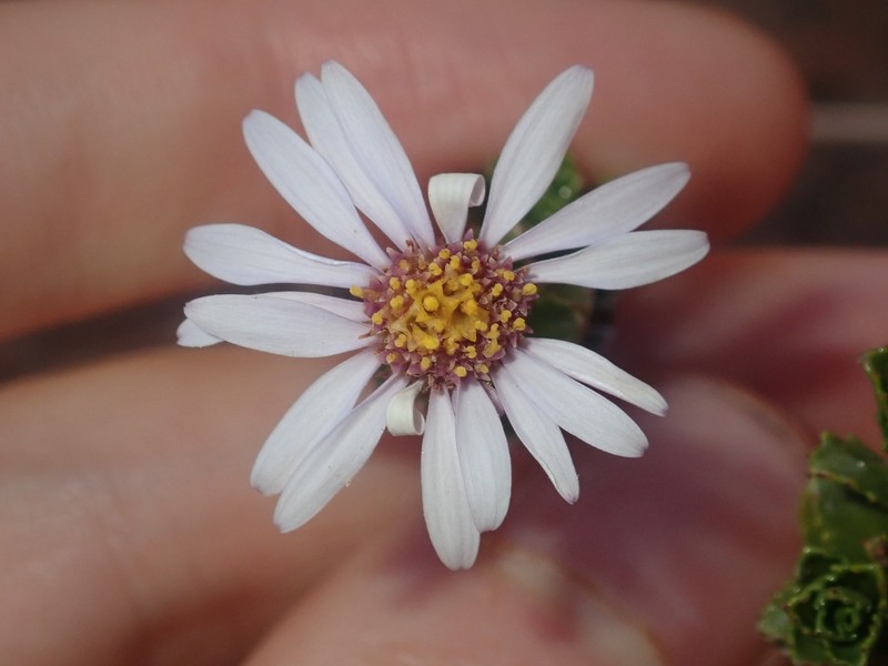Landerolaria eremaea