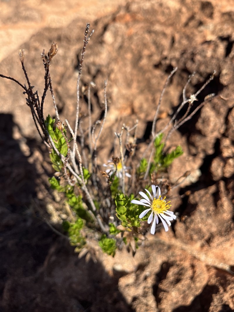 Landerolaria eremaea photo 2