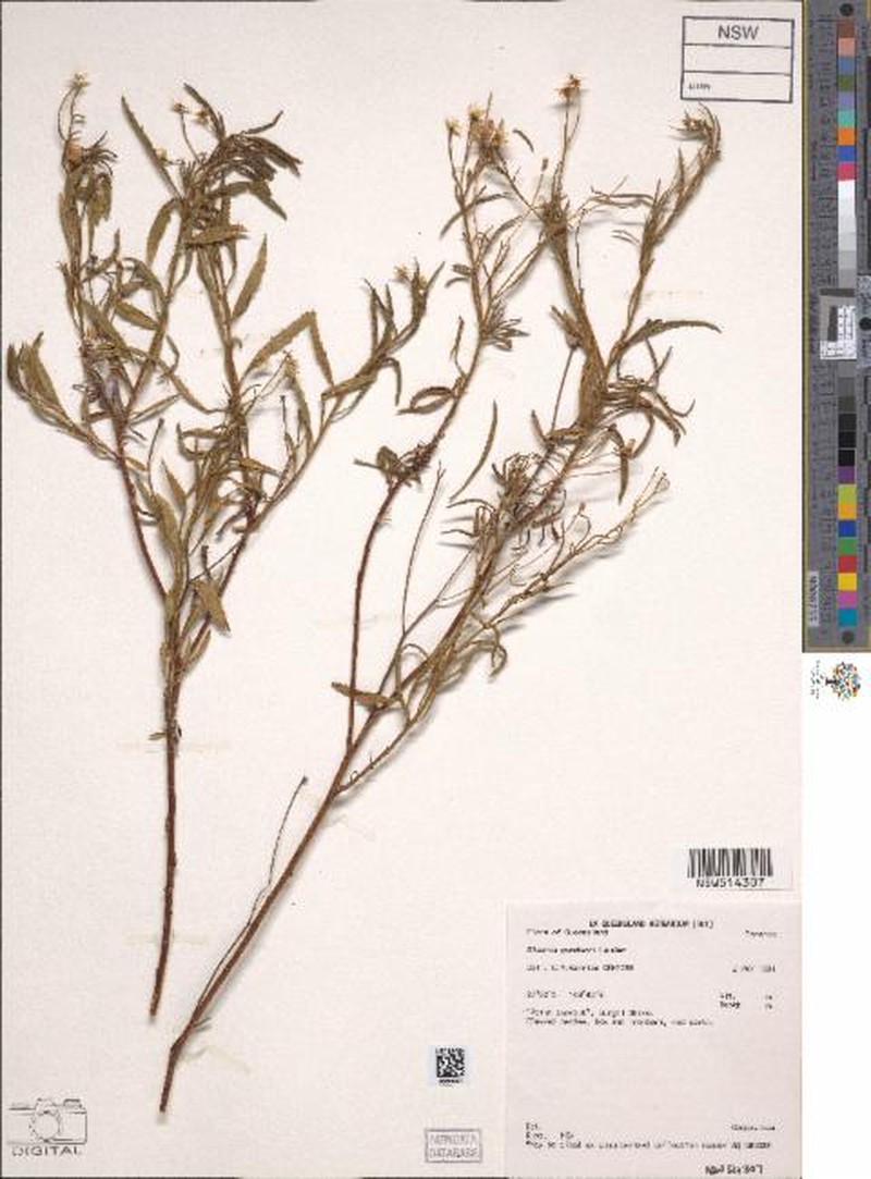 Landerolaria gordonii photo 2