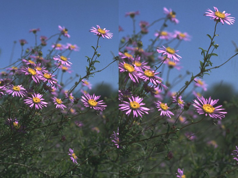 Landerolaria humilis