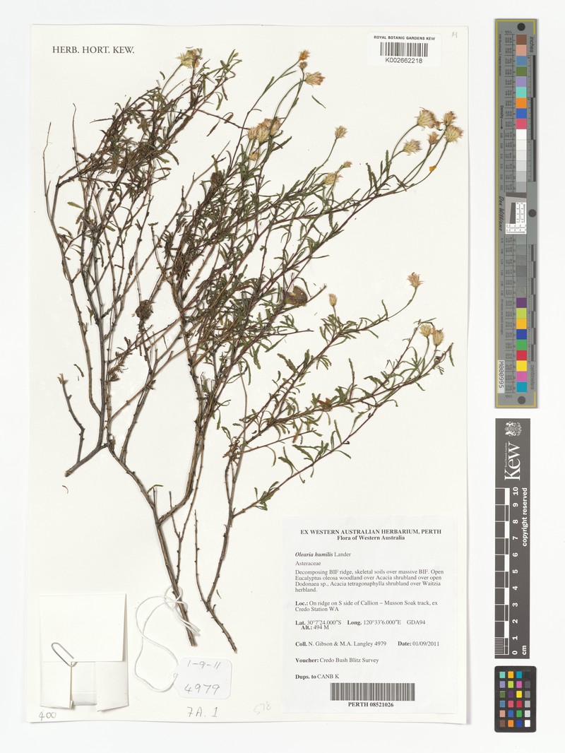 Landerolaria humilis photo 2