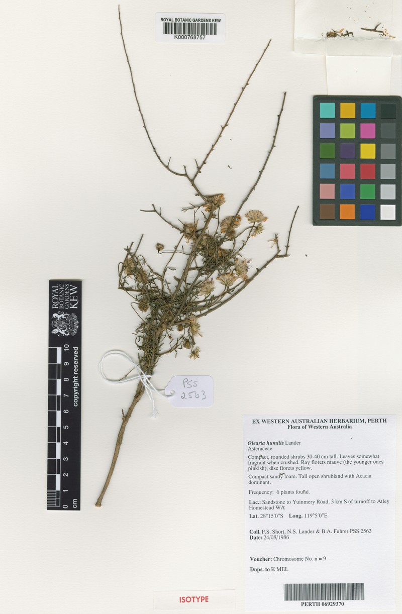 Landerolaria humilis photo 3