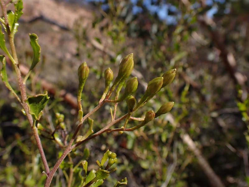 Landerolaria macdonnellensis
